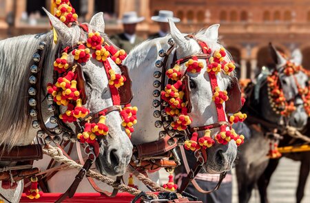 Geschmueckte Pferde beim traditionellen Fest Feria del Caballo | © Gettyimages.com/Francisco Javier Ortiz Marzo Zwei weisse Pferde, geschmueckt mit leuchtend roten und gelben Dekorationen, nehmen an einem traditionellen Fest Feria del Caballo | © Gettyimages.com/Francisco Javier Ortiz Marzo