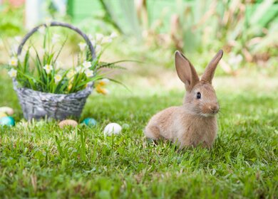 Suesses Kaninchen auf dem Gras | © gettyimages.com/tonivaver Suesses Kaninchen mit schoenem Korb und bemalten Ostereiern | © gettyimages.com/tonivaver