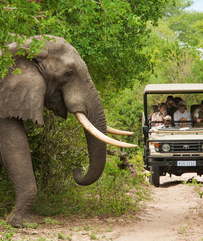 Krueger_National_Park_Elefant
