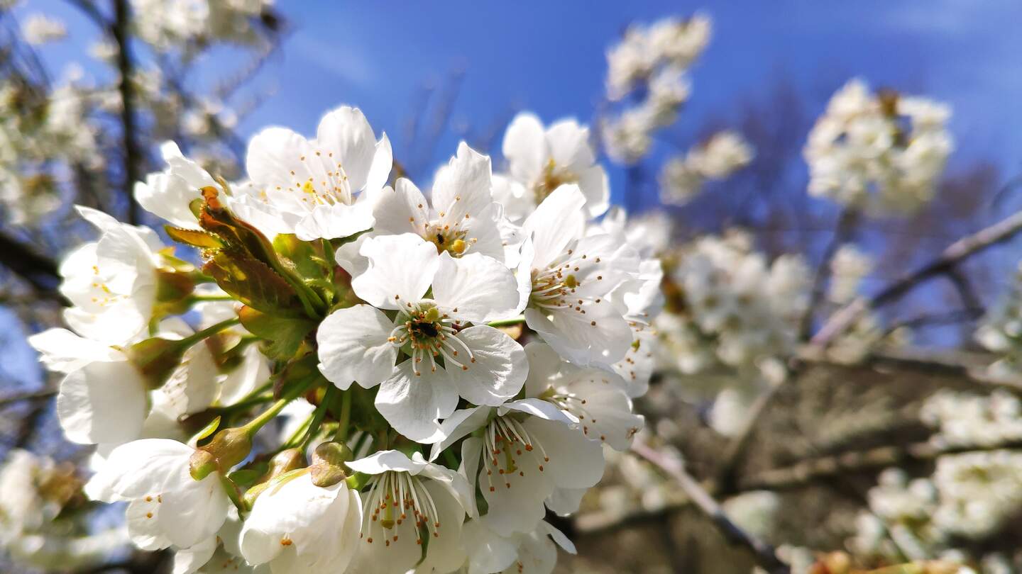 Apfelblüte am Apfelbaum Obstblüte | © Jens Hinsche