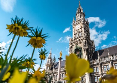Marienplatz in München mit Frühlingsblumen | © Gettyimages.com/Wirestock