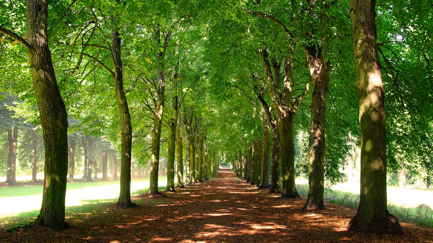 Allee mit Bäumen im Park am Potsdamer Schlosspark Sanssouci  | © Gettyimages.com/vidalidali