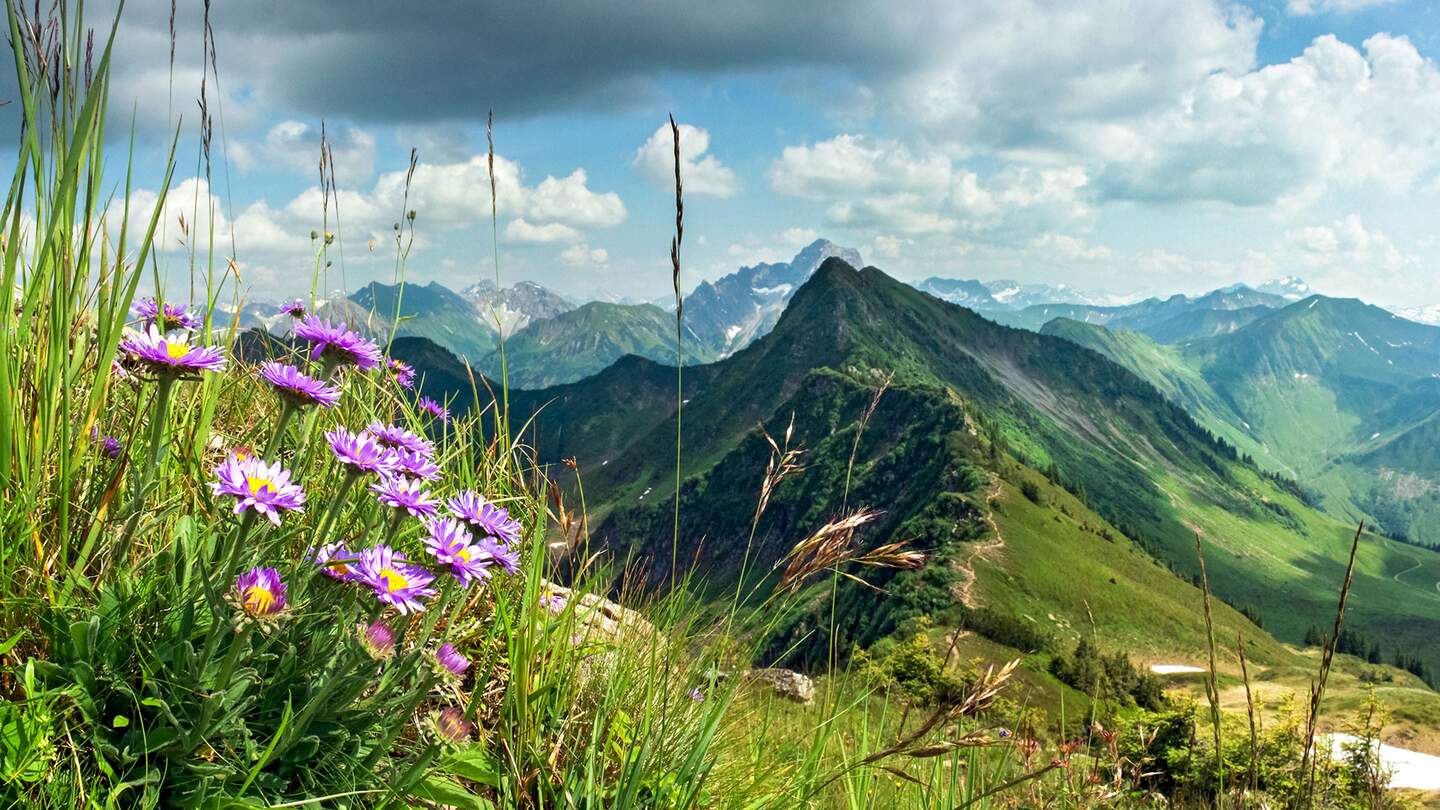 Blick über die Berge und Täler des Allgäus mit lilafarbenen Wiesenblumen im Vordergrund links | © Gettyimages.com/Drepicter