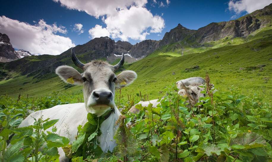 Allgäuer Alpenkühe liegen und grasen auf einer Almwiese | © Gettyimages.com/wingmar