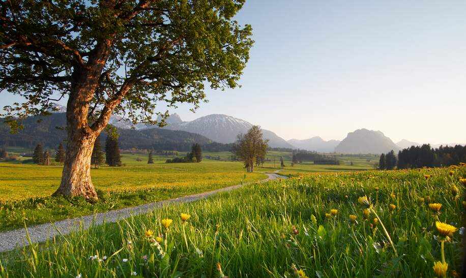 Frühlingswiese im bayerischen Allgäu mit Bergen im Hintergrund | © Gettyimages.com/wingmar