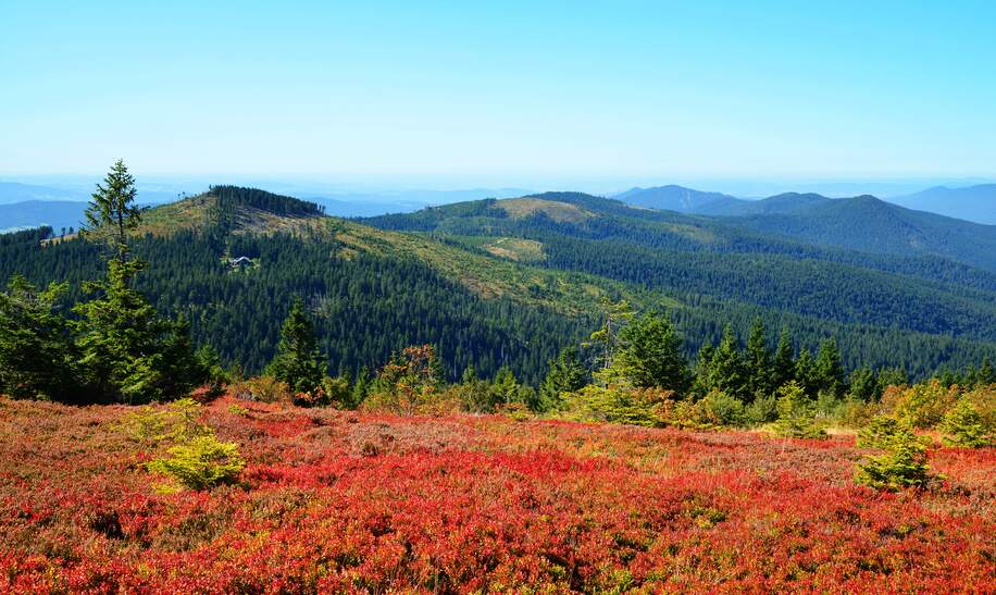 Herbstlandschaft im Nationalpark Bayerischer Wald. Grüne Wälder auf Bergen im Hintergrund und eine Heide im Vordergrund | © Gettyimages.com/vencavolrab