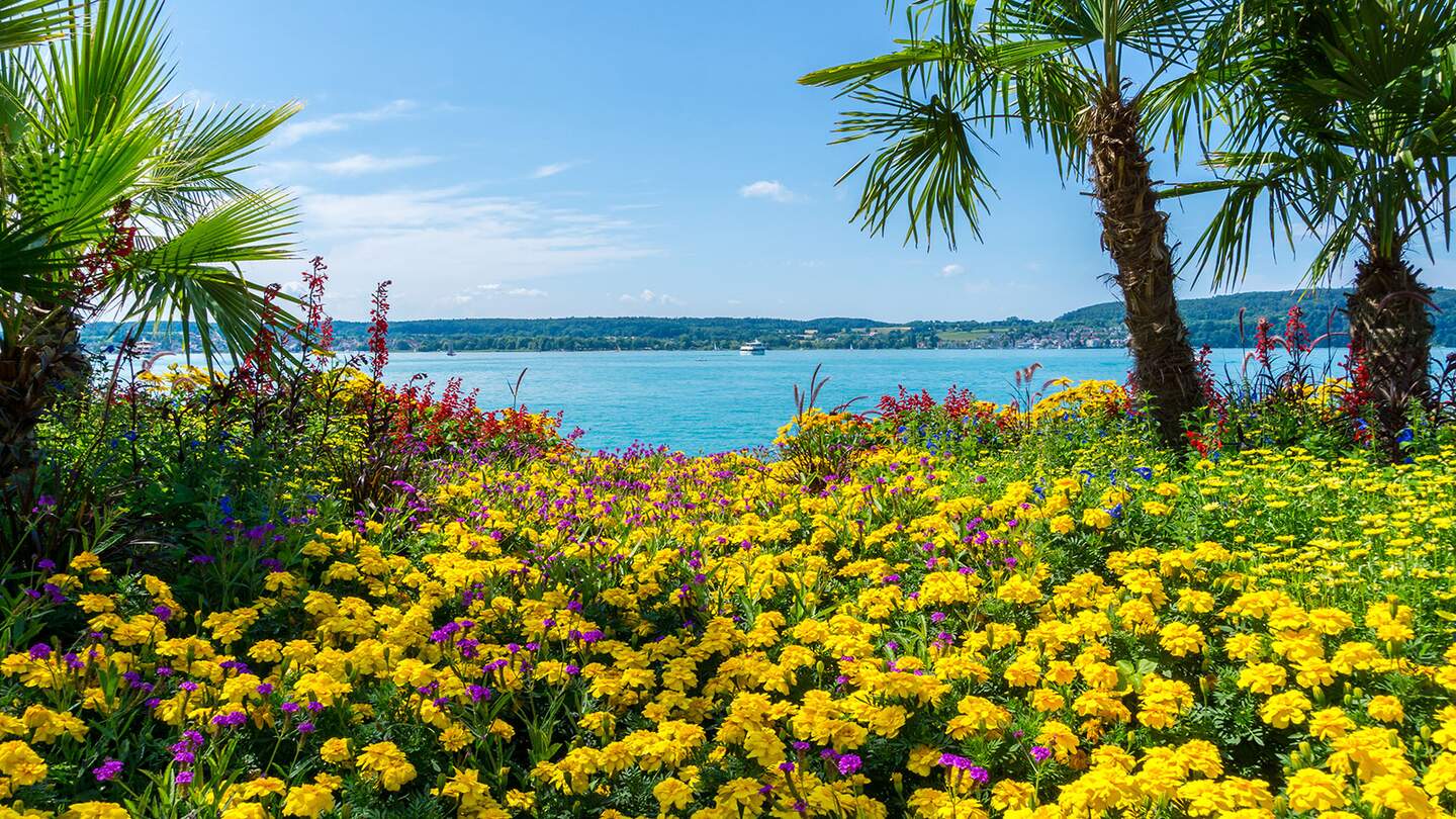 Bodensee hinter Palmen und unzählige bunte Blumen | © gettyimages.com/simon dux