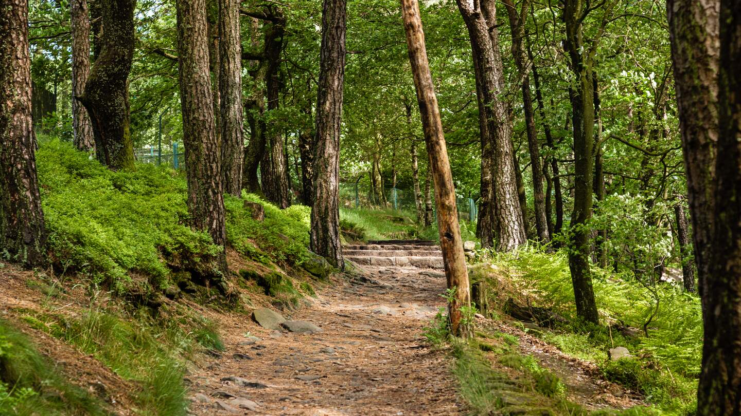 Weg im Pfälzerwald im Sommer mit Schatten an Bäumen in Deutschland | © Gettyimages.com/Viktor Fuchs