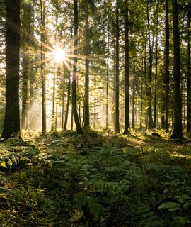 Sonnenstrahlen filtern im Herbst durch einen Nadelwald | © Gettyimages.com/AscenrXmedia