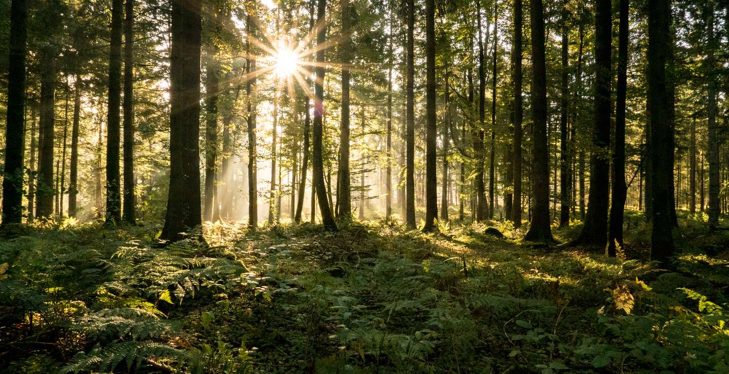 Sonnenstrahlen filtern im Herbst durch einen Nadelwald | © Gettyimages.com/AscenrXmedia