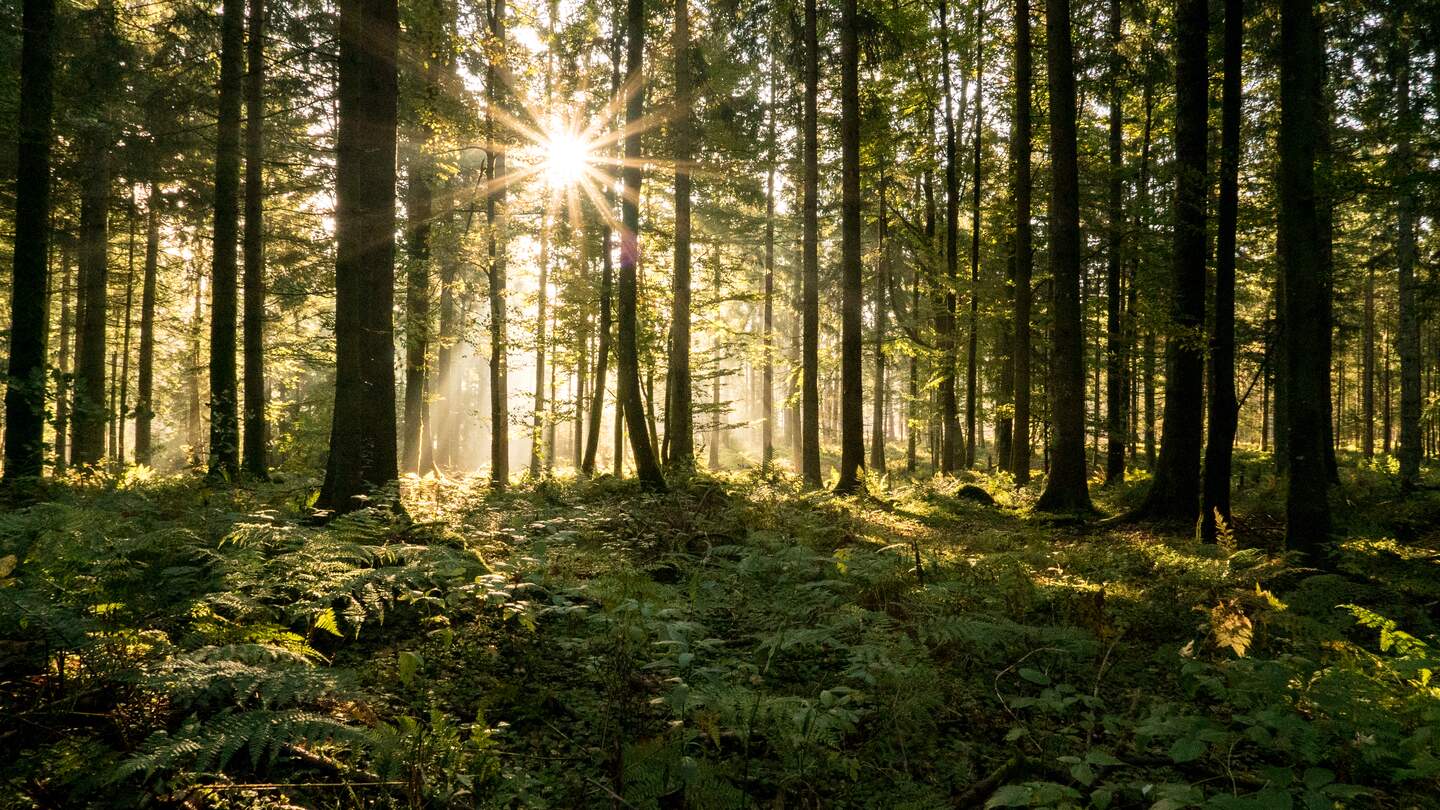 Sonnenstrahlen filtern im Herbst durch einen Nadelwald | © Gettyimages.com/AscenrXmedia