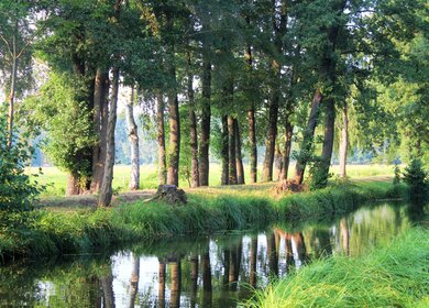 Naturerlebnis im Spreewald mit Wasserwegen in ruhiger Natur in Brandenburg | © Gettyimages.com/Andie_Alpion