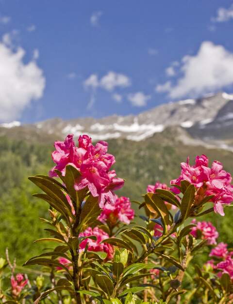 Im Juni bedeckt ein rotes Bluetenmeer aus Alpenrosen die Berghaenge vieler Alpengipfel  | © Gettyimages.com/tinieder