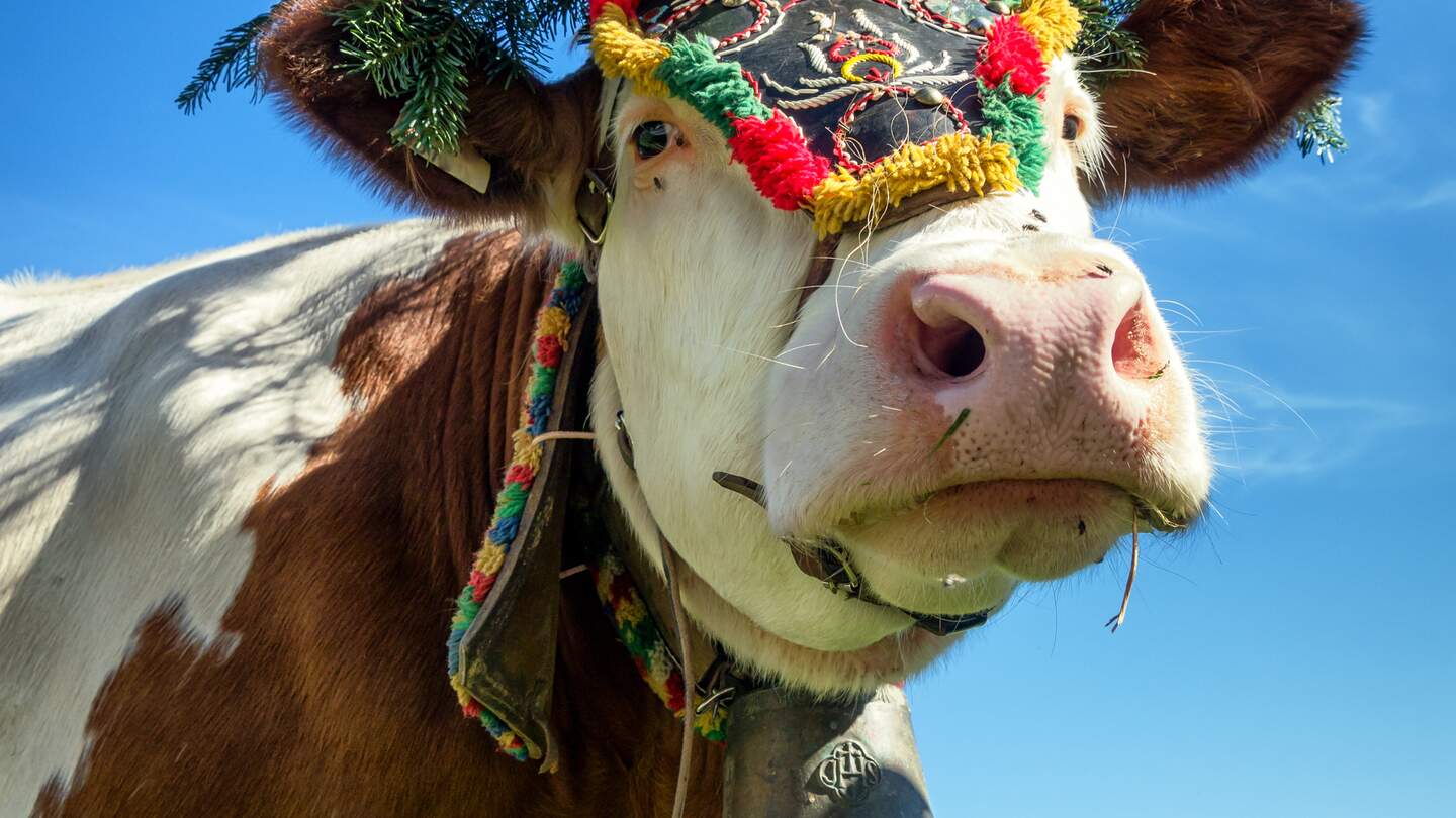 Nahaufnahme einer bunt geschmückten Kuh mit Kopfschmuck und einer Glocke für den Almabtrieb | © Gettyimages.com/FooTToo