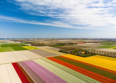 Tulpen, die im Frühling in Flevoland, Niederlande, auf landwirtschaftlichen Feldern mit Reihen von Windkraftanlagen im Hintergrund wachsen, von oben gesehen. Blumen sind eines der wichtigsten Exportprodukte in den Niederlanden und vor allem Tulpen und Tulpenzwiebeln | © Gettyimages.com/sjo