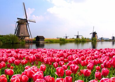 Leuchtend rosa Tulpen mit holländischen Windmühlen entlang eines Kanals, Niederlande | © Gettyimages.com/jenifoto