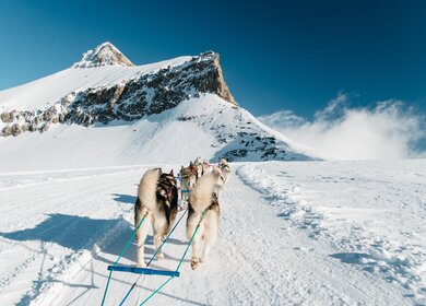 Die Huskies ziehen Sie durch die wunderschöne Gletscherlandschaft  | © Glacier 3000/Raphael Dupertuis  