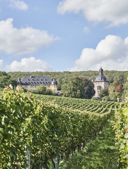 Blick auf die Weinberge des Schloss Vollrads | © HA Hessen Tourismus, Roman Knie
