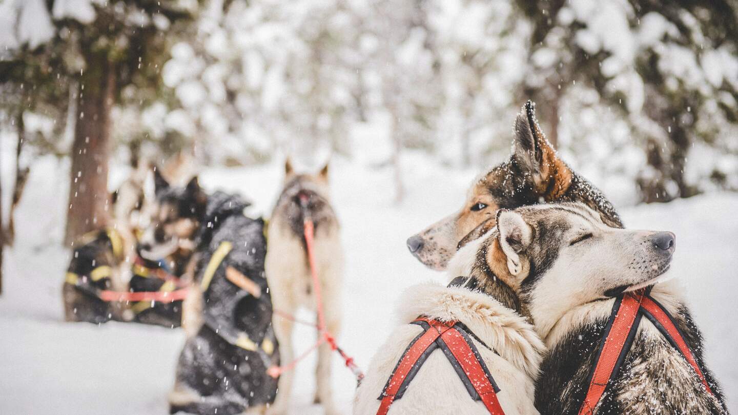 Huskies im Schnee in Schweden | © AsafKliger/imagebank.sweden.se