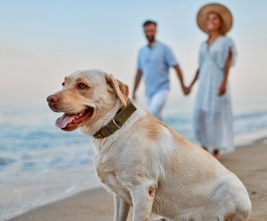 Junges verliebtes Paar geht Händchen haltend mit seinem Labrador-Hund am Strand entlang und hat Spaß im Urlaub | © Gettyimages.com/Valerii Apetroaiei