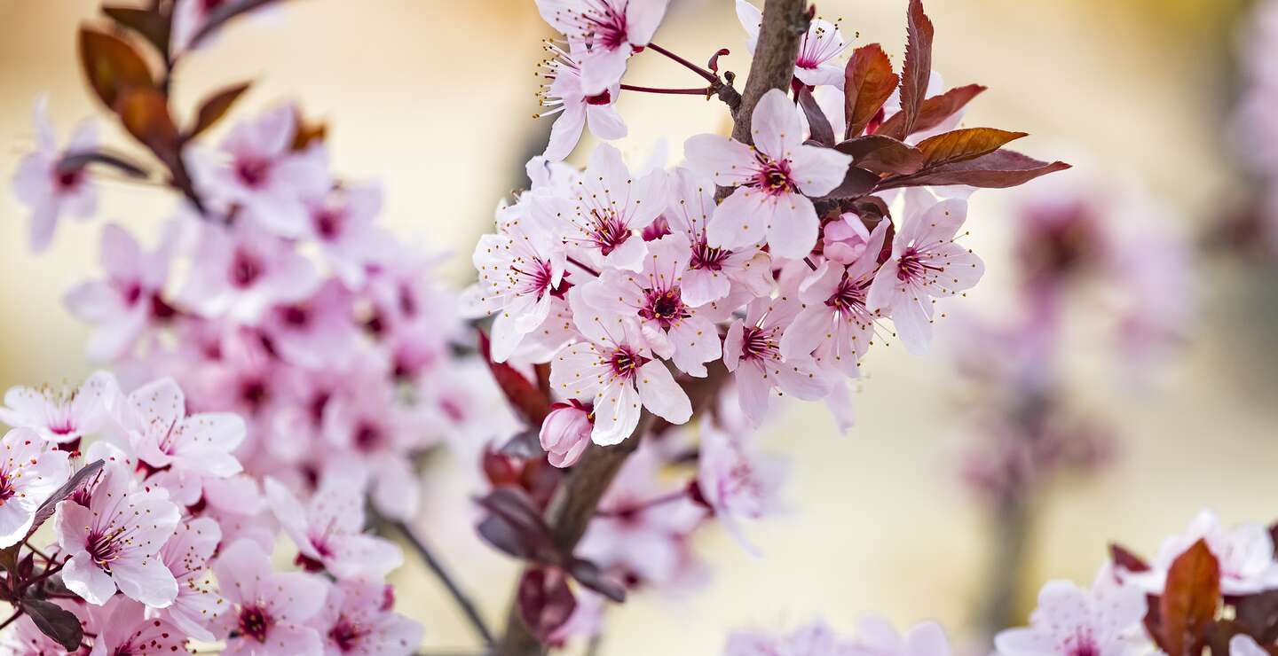 Schoene rosa Blueten von lila Blattpflaume Prunus cerasus Cerasifera Pissardii baum im Fruehling. | © gettyimages.com/Kateryna Mashkevych