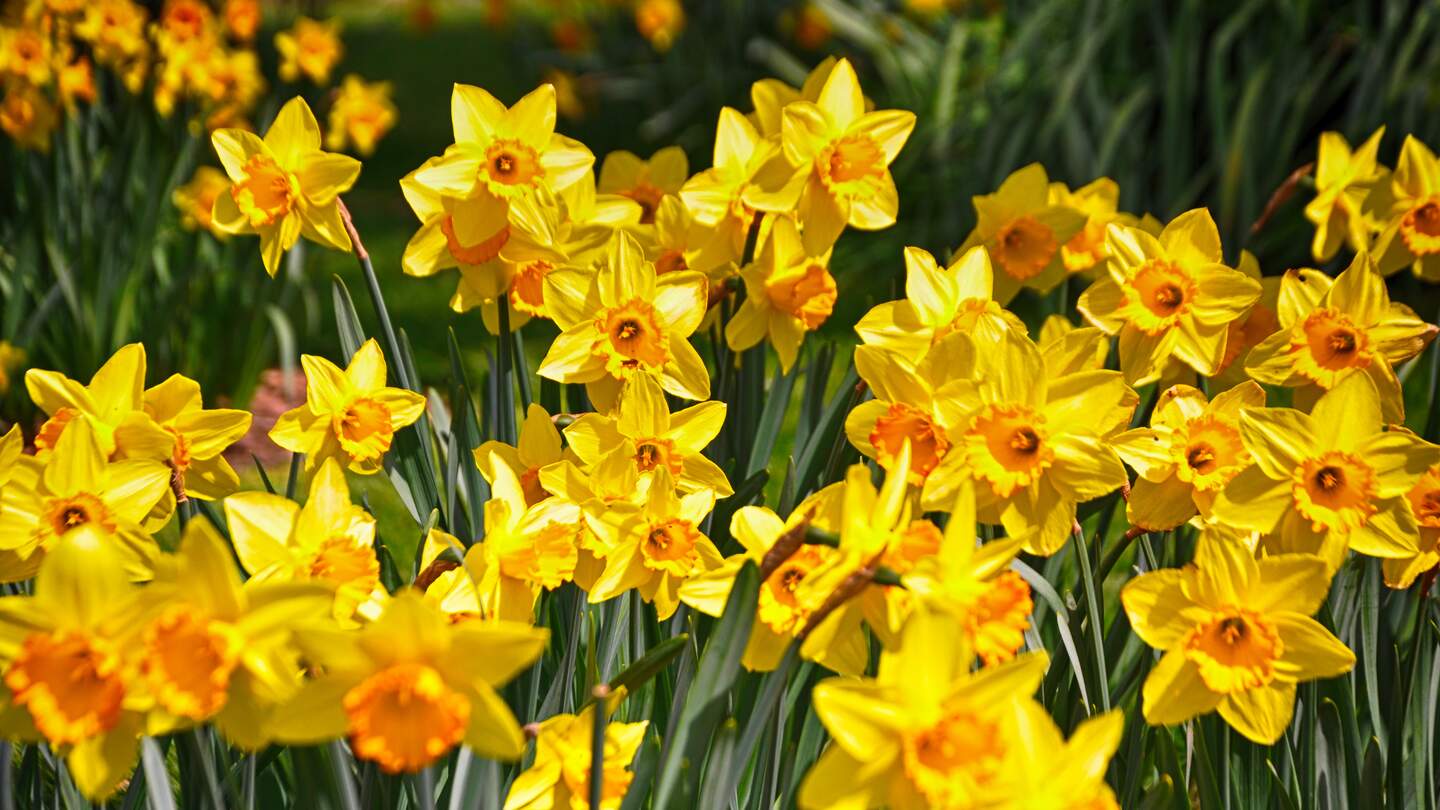 Schöne gelbe Narzissen blühen im Frühling | © Gettyimages.com/Muhammet Emin Oyar