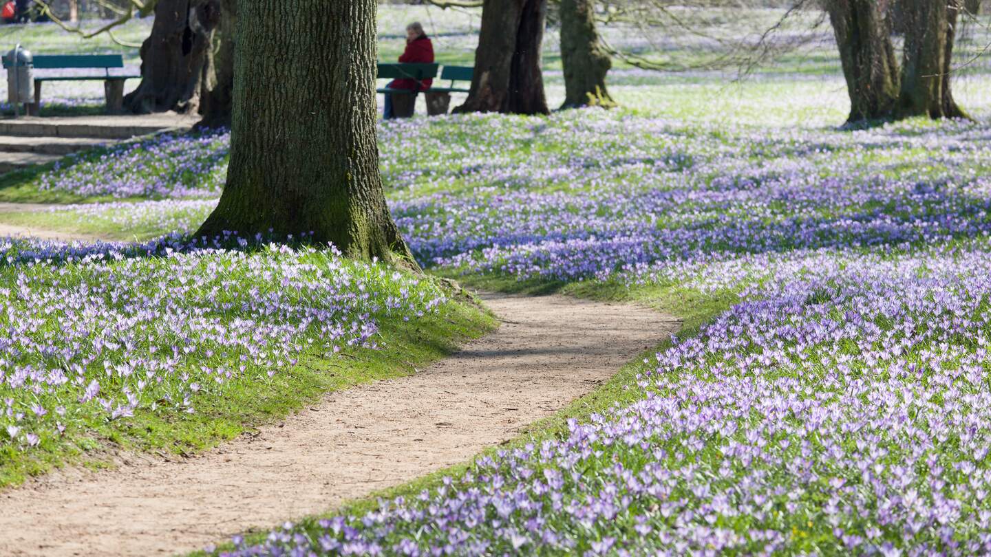 Park im Frühling mit Spazierweg und blühender Krokuswiese, im Hintergrund eine ältere Frau auf einer Parkbank sitzend. | © GettyImages.com/RelaxFoto.de