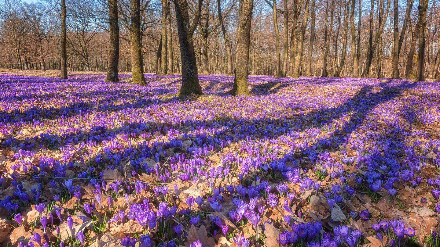 Wald im Frühling mit einem Blumenteppich violetter wilder Krokusblüten im Schwarzwald | © GettyImages.com/Lara_Uhryn