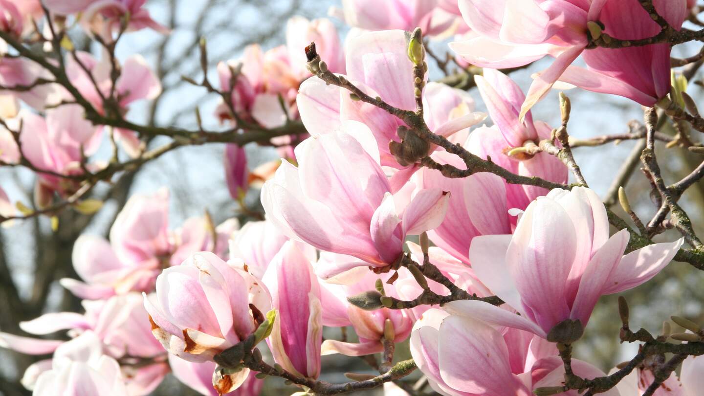 Großaufnahme von weiss-rosa farbigen Magnolienblüten im Frühling | © GettyImages.com/Manu1174