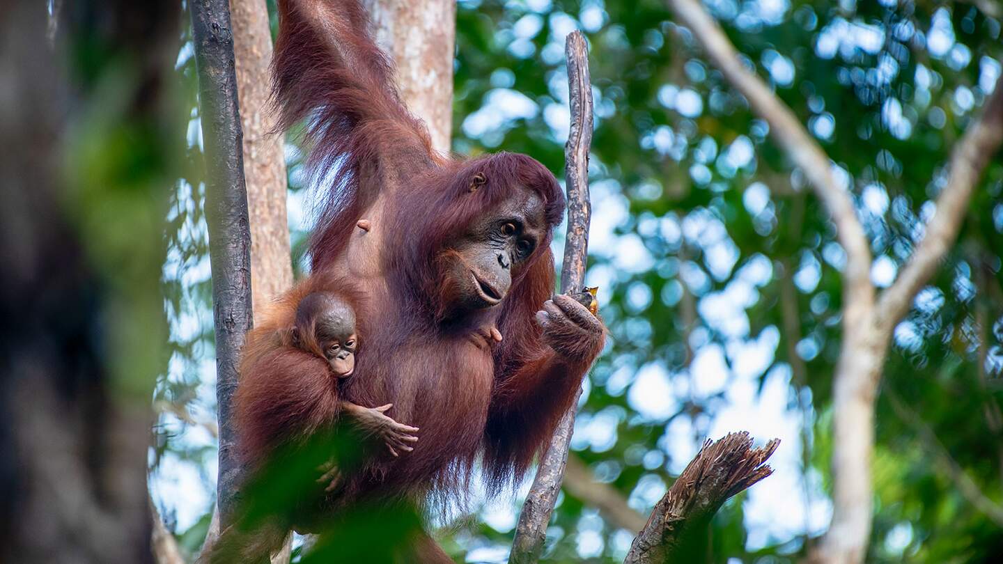 einen Orang-Utan mit einem Baby, das sich an seine Brust klammert. | © Gettyimages.com/ GUENTER GUNI