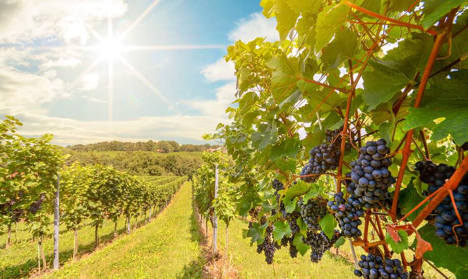 Sonnen über Weinbergen mit Rotweintrauben im Spätsommer  | © Gettyimages.com/ah_fotobox